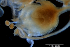 Cuscuta glabrior - flower