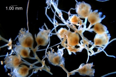 Cuscuta glabrior - inflorescence fragment