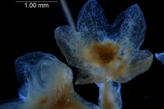 Cuscuta glabrior - calyx, 3D