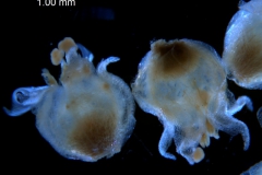 Cuscuta glabrior - corolla, 3D