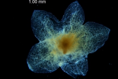 Cuscuta glabrior - calyx, dissected