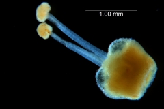 Cuscuta glabrior - gynoecium