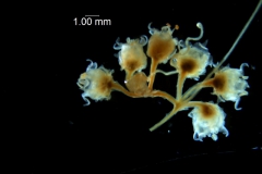 Cuscuta runyonii - inflorescence fragment