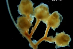 Cuscuta runyonii  - inflorescence fragment