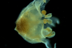 Cuscuta runyonii  - corolla, 3D