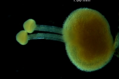 Cuscuta runyonii  - gynoecium