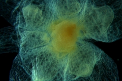 Cuscuta runyonii  - calyx, dissected detail