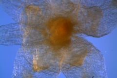 Cuscuta runyonii  - calyx, dissected detail