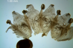 Cuscuta runyonii  - corolla, dissected