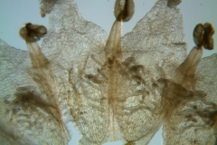 Cuscuta runyonii  - corolla, dissected