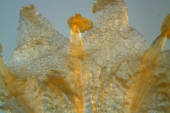 Cuscuta runyonii  - corolla, dissected