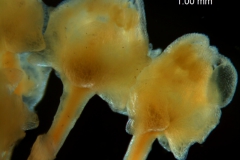 Cuscuta runyonii  - multicellular projections at the stage of floral button