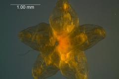 Cuscuta runyonii  - calyx, dissected