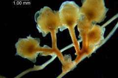 Cuscuta runyonii  - inflorescence fragment