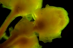 Cuscuta runyonii  - multicellular projections at the stage of floral button