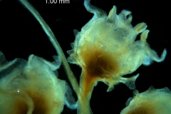 Cuscuta runyonii  - flower