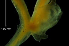 Cuscuta runyonii - bract