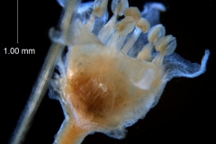 Cuscuta runyonii  - flower