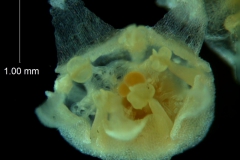 Cuscuta runyonii  - flower viewed from the top