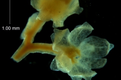 Cuscuta runyonii  - calyx, 3D