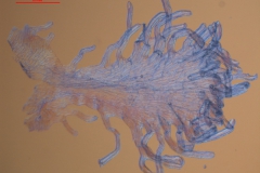 Cuscuta runyonii  - infrastaminal scales