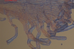 Cuscuta runyonii  - infrastaminal scales