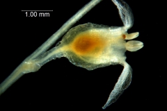 Cuscuta nevadensis - flower