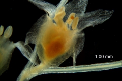 Cuscuta nevadensis - flower