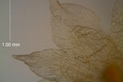 Cuscuta nevadensis - calyx, dissected