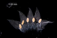 Cuscuta nevadensis - corolla, dissected