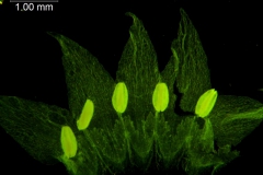 Cuscuta nevadensis - corolla, dissected