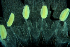 Cuscuta nevadensis - corolla, dissected