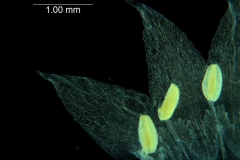 Cuscuta nevadensis - corolla, dissected