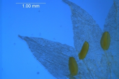 Cuscuta nevadensis - corolla, dissected