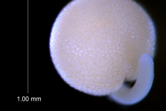 Cuscuta nevadensis - embryo