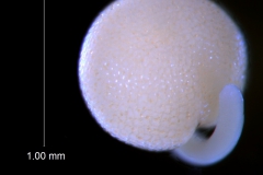 Cuscuta nevadensis - embryo