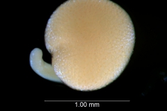 Cuscuta nevadensis - embryo