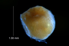 Cuscuta nevadensis - seed