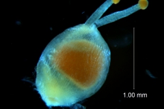 Cuscuta nevadensis - gynoecium