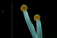 Cuscuta nevadensis - styles & stigma
