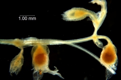 Cuscuta nevadensis - inflorescence
