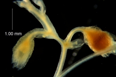 Cuscuta nevadensis - inflorescence