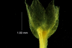 Cuscuta nevadensis - calyx, 3D