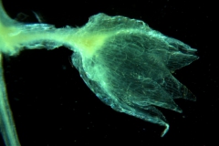 Cuscuta nevadensis - calyx, 3D