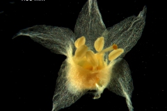 Cuscuta nevadensis - corolla, 3D