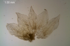 Cuscuta nevadensis - calyx, dissected