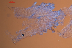 Cuscuta nevadensis - infrastaminal scale