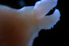 Cuscuta gigantea - stigmas