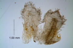Cuscuta gigantea - infrastaminal scales