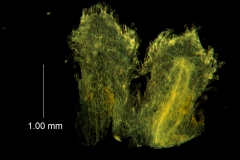 Cuscuta gigantea - infrastaminal scales